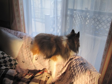 sigureinu tweet media