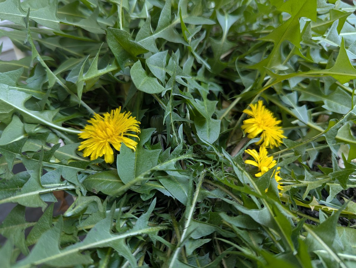 c_teikoku2's tweet image. 5シーズン目の開花を観測しました
#Springhascome