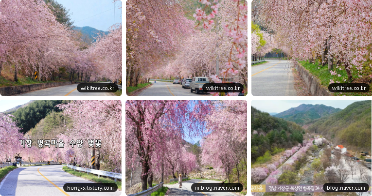🌸 “여긴 벚꽃이 아니라 꽃비입니다”… 5km 쏟아지는 길

경남 거창군 북상면 병곡마을

여기, 진짜 미쳤습니다.
벚꽃이 “피는” 게 아니라
👉 머리 위로 쏟아집니다

(※ “병목마을” ❌ → “병곡마을” ⭕ 헷갈리기 쉬워요)

이곳이 레전드인 이유

* 국내급 스케일 수양벚꽃길
→ 약 왕복 5km 이어지는