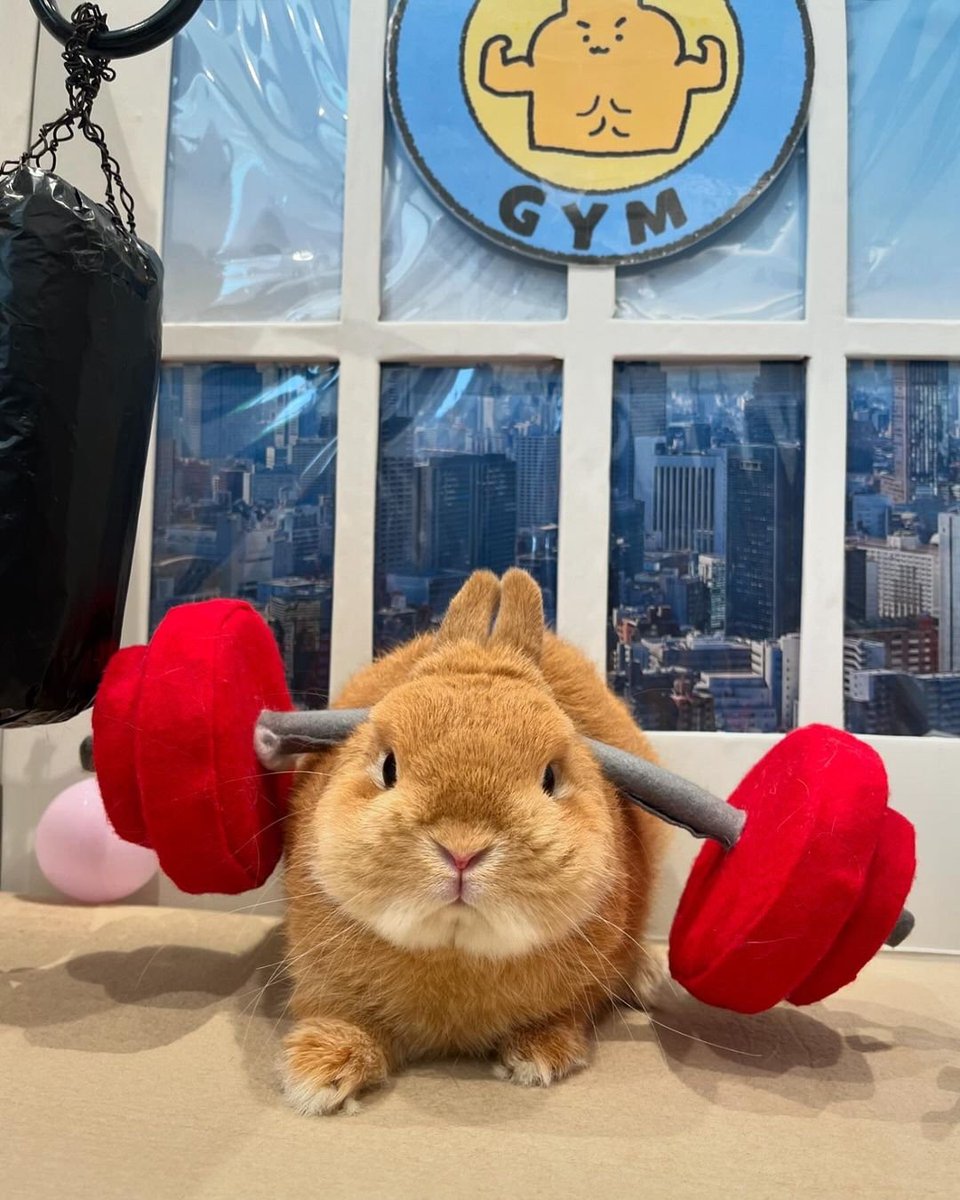 Why you should have a rabbit tweet media