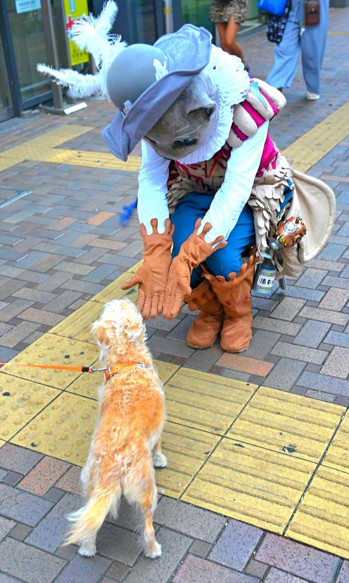 Arthur_of_cat's tweet photo. ねこさんぽin三茶de大道芸2026🤹
ワンちゃんともハイタッチ(｀・ω・)人(・ω・´)🐶
カワイかったー✋😸➰✨

📸：@aveadie

#三茶de大道芸
#ねこさんぽ
#ロービング
#ウォーキング https://t.co/yLJfAXiJ5v