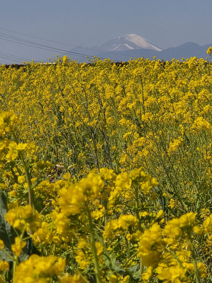 鼻高の丘 菜の花🌼*・ 浅間山も見えます🗻