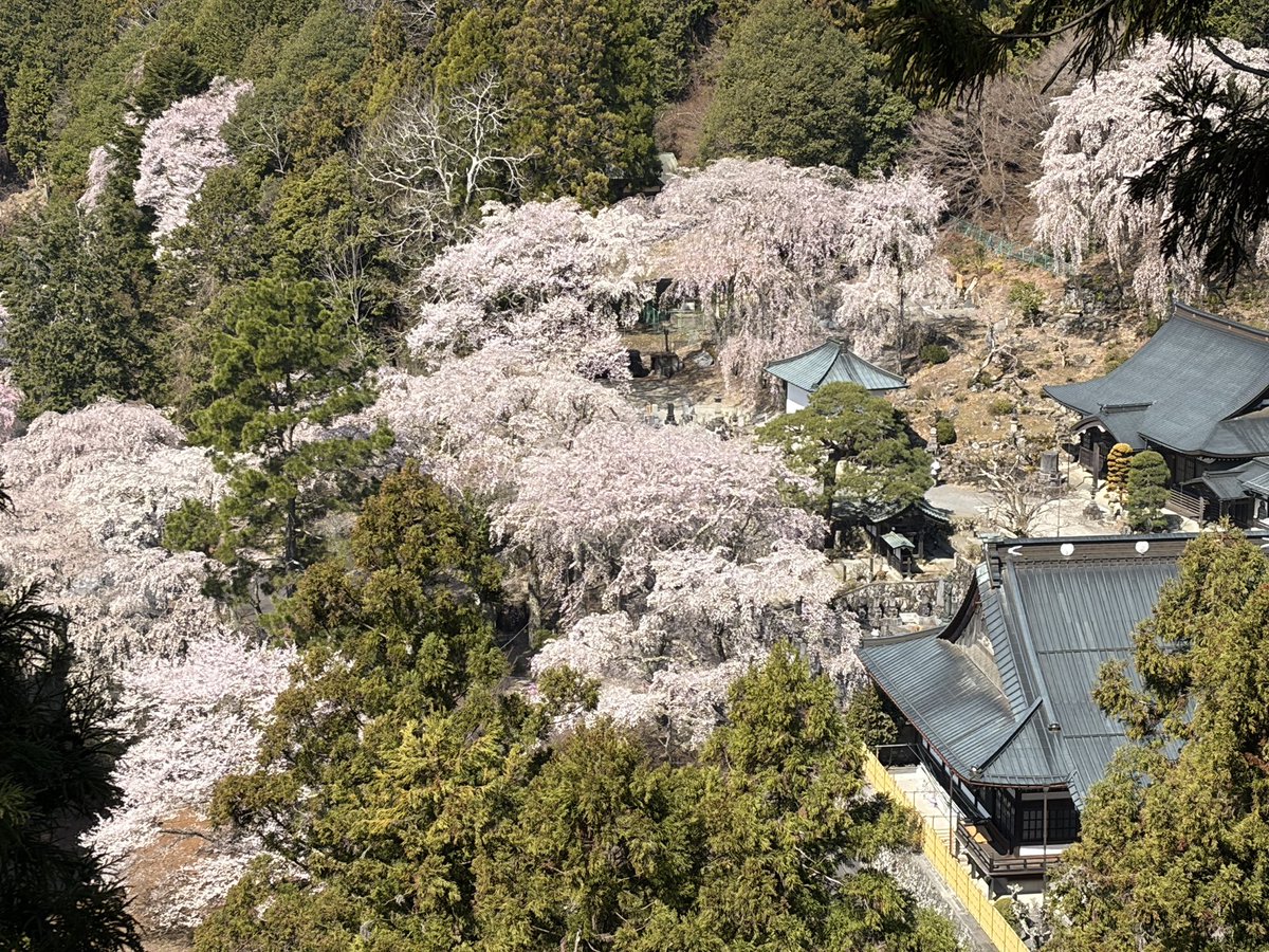 YH28330's tweet photo. 身延山で桜めぐりしております🌸「西の吉野、東の身延」いずれも日本を代表する桜の名所ですね。
単に美しいだけでなく、どちらも信仰の聖地いう共通点から対比されます。#身延山 #久遠寺 #しだれ桜 https://t.co/SESBIQh3GZ
