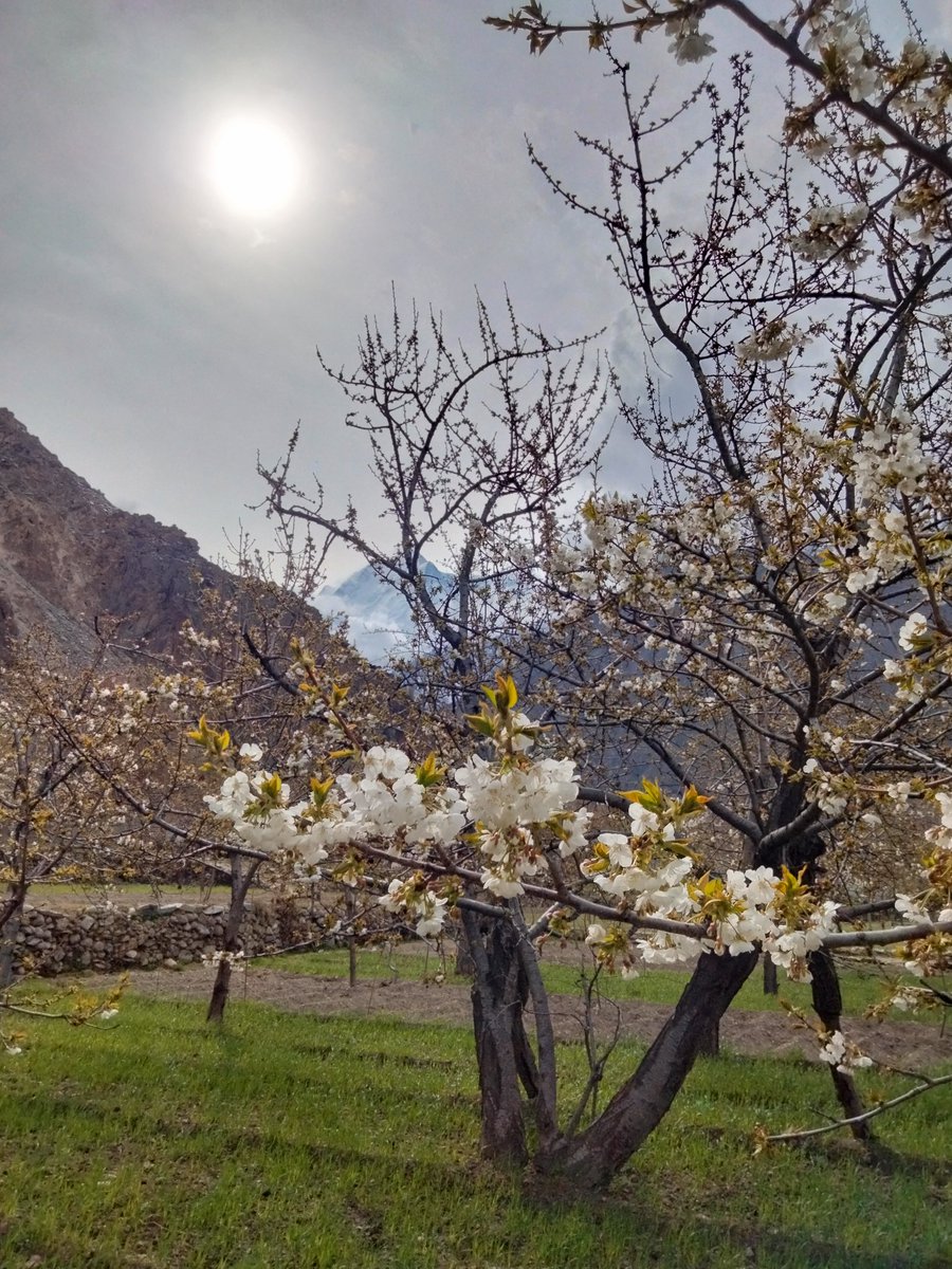 MananHnz's tweet image. Eid &amp;amp; Navroz Mubarak ! 
May God fill your life with happiness, peace, and countless blessings.

#Shinaki #Hunza