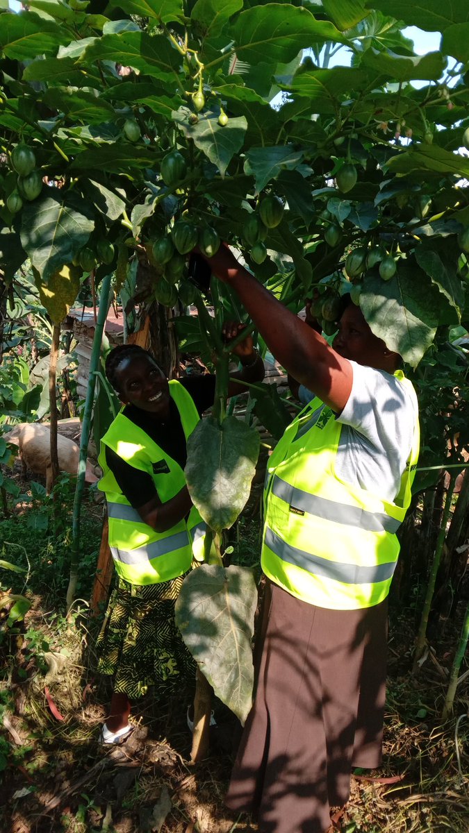 MourineAsiimwe's tweet image. Community-based Agroforestry empowers communities to fight against Climate change, improves soil fertility, food security and economic conditions for the locals. 
#WorldForestryDay2026
#ForestsandEconomics
#LocalCommunities
#ClimateActionNow