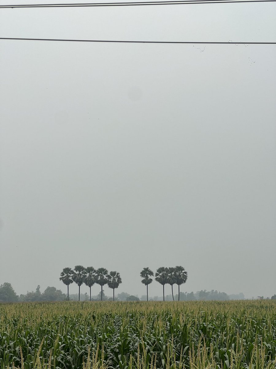 lexlimbu tweet media