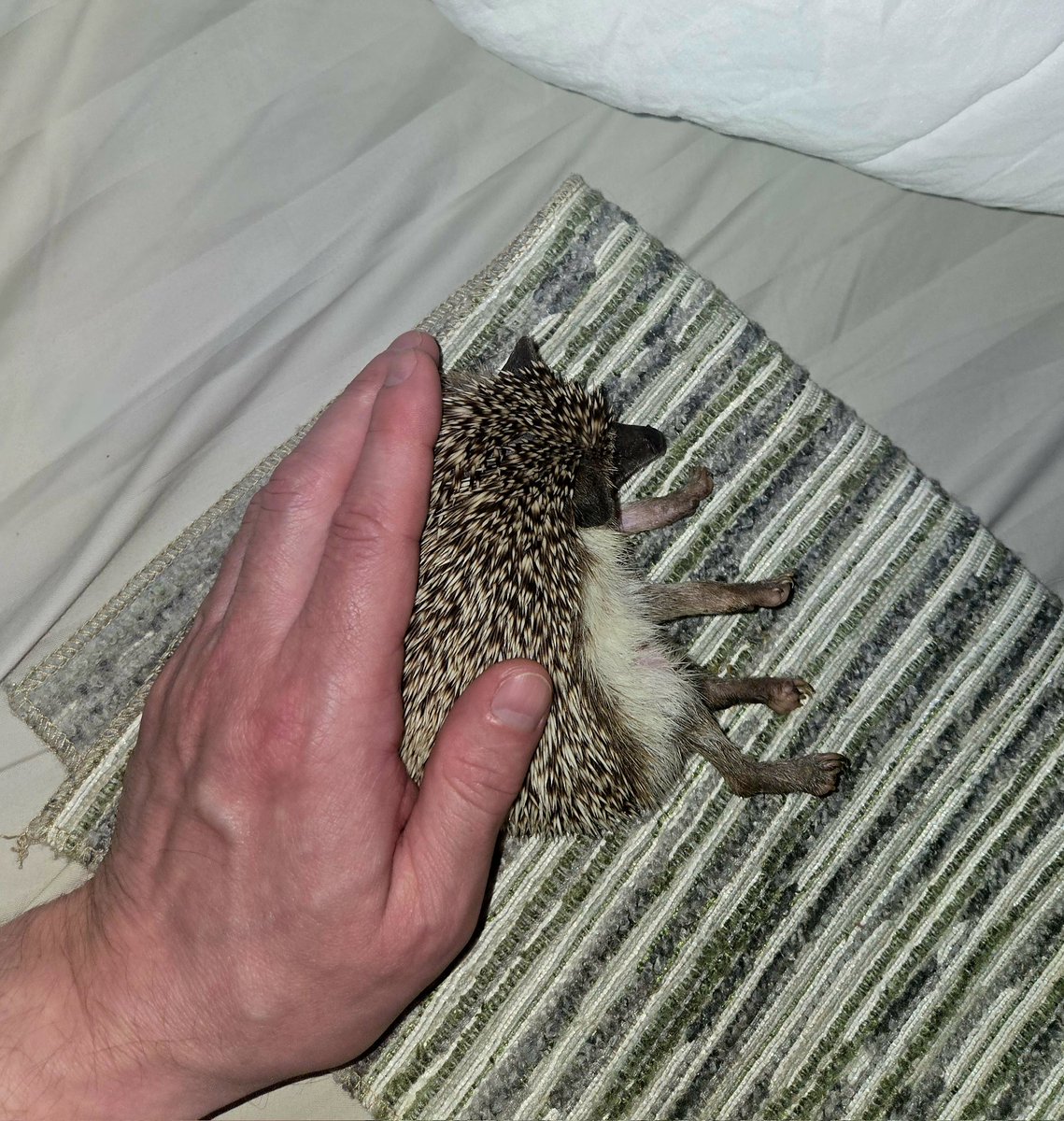 Сяргей Кавалёў tweet media