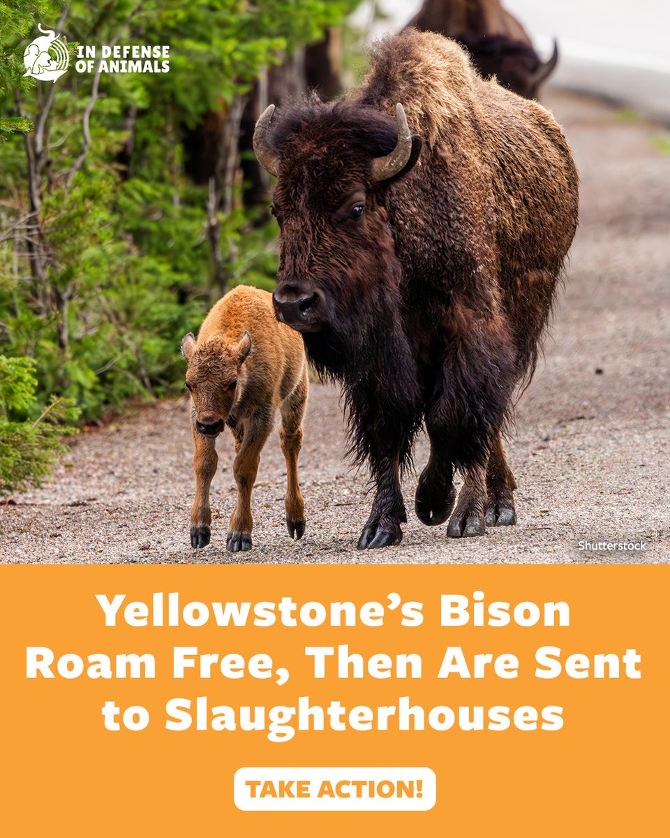 IDAUSA's tweet image. Wild #bison in #Yellowstone are still being captured &amp;amp; sent to slaughter. Contact Yellowstone National Park Superintendent &amp;amp; #Montana Governor to urge protection for these iconic animals. #ProtectWildBison 
Take action: bit.ly/3Nujw9N
RT &amp;amp; support bit.ly/4uCiSYl