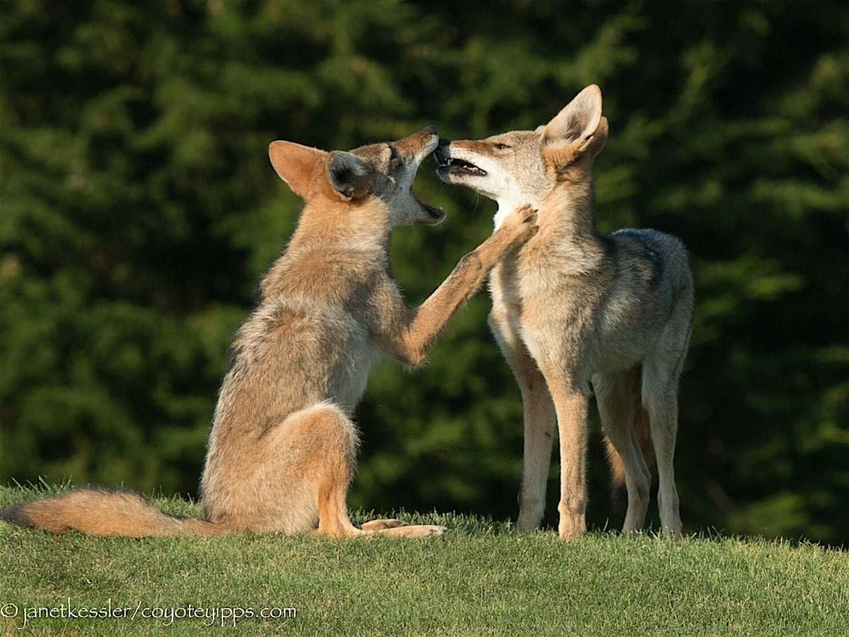 OnlyYotes tweet media