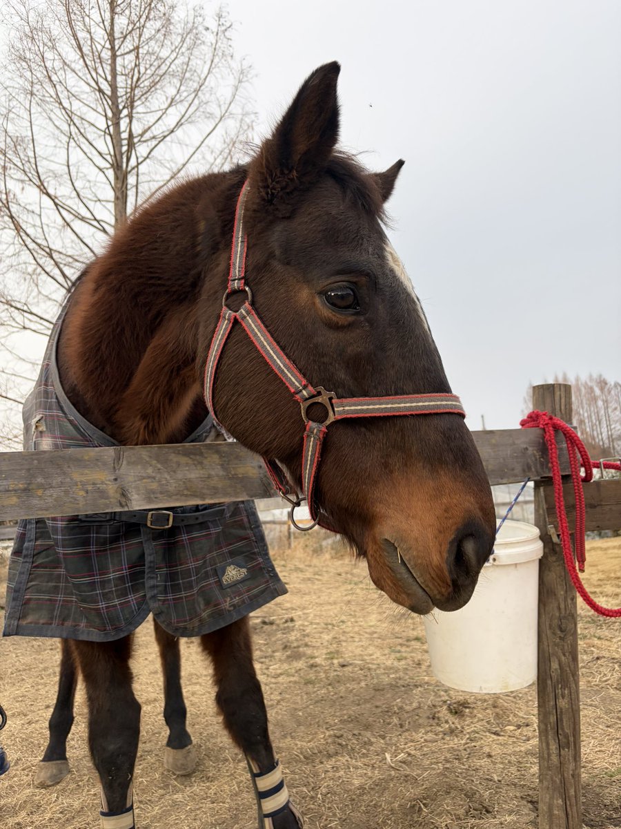 一般社団法人 Horse Value tweet media