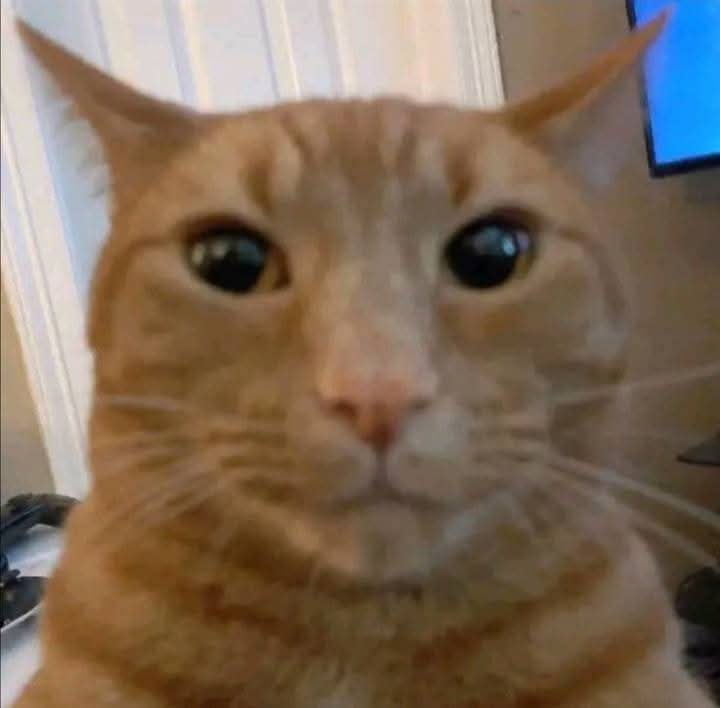 moch1tox tweet media