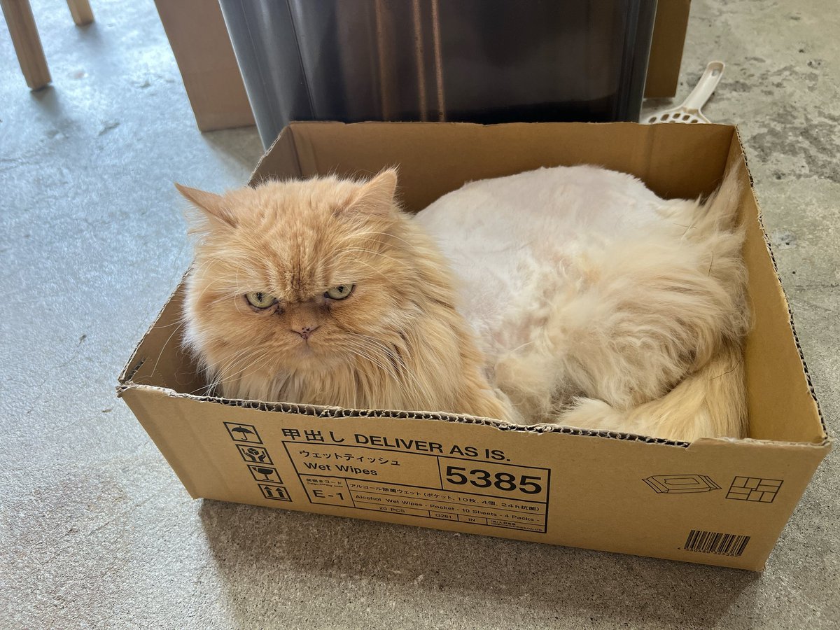 タズスカに命を狙われている tweet media