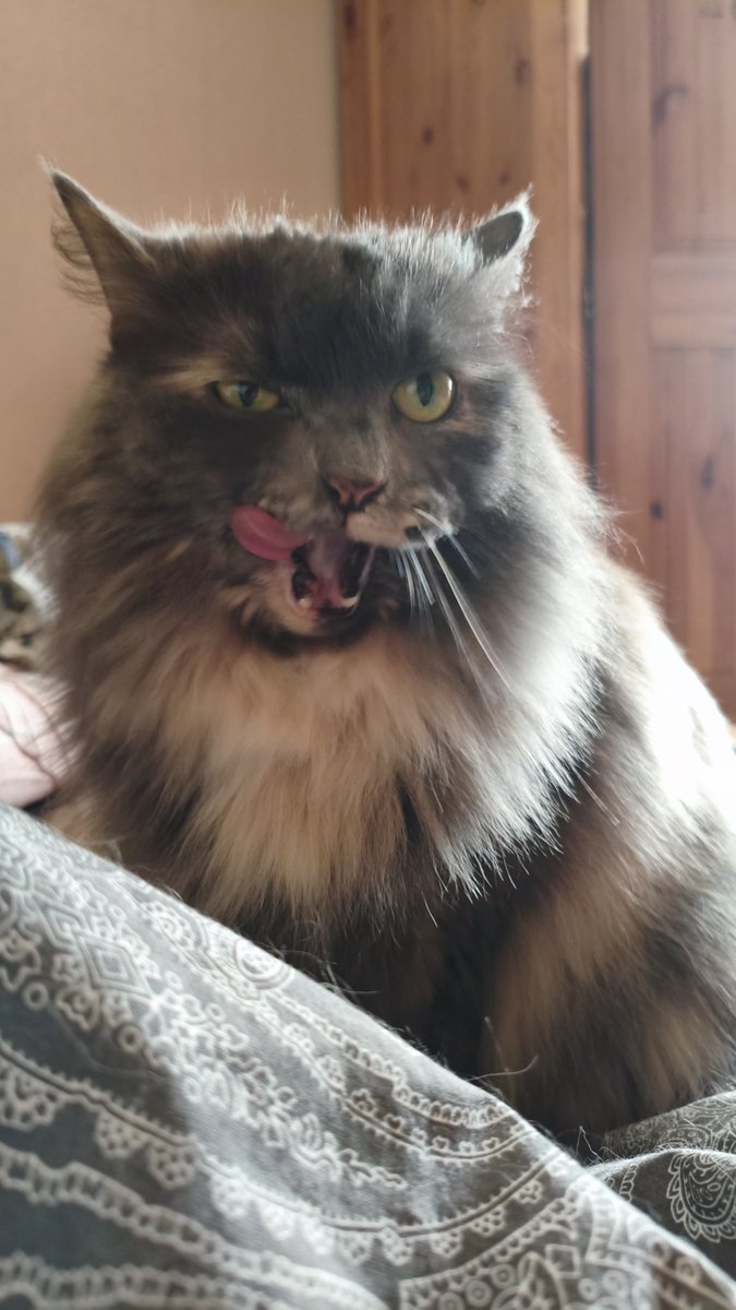 Ron Dalton tweet media