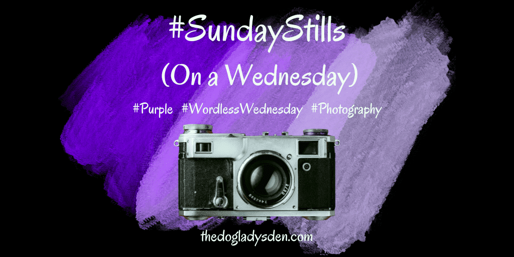 DebbieDoglady's tweet photo. PURPLE #SundayStills (On a Wednesday) #Photography #ColourChallenge #ReviveOldPost #FromTheArchives of @DebbieDoglady https://t.co/fMc6g6S7fD #dogladysden https://t.co/0amsedj6No