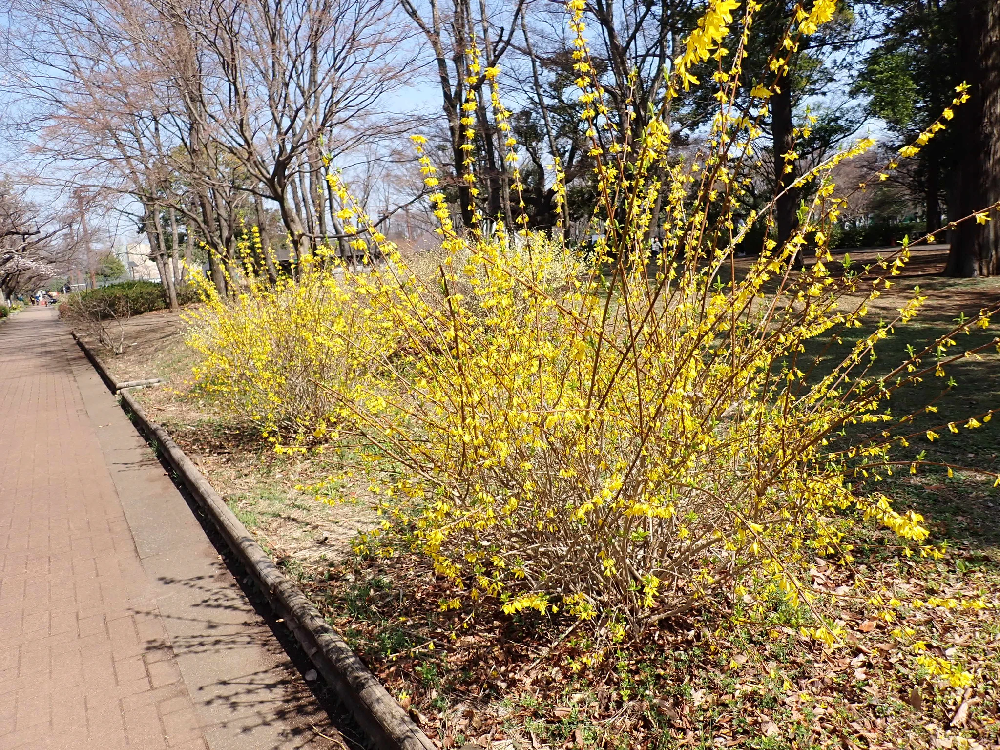 都立府中の森公園 on X: 