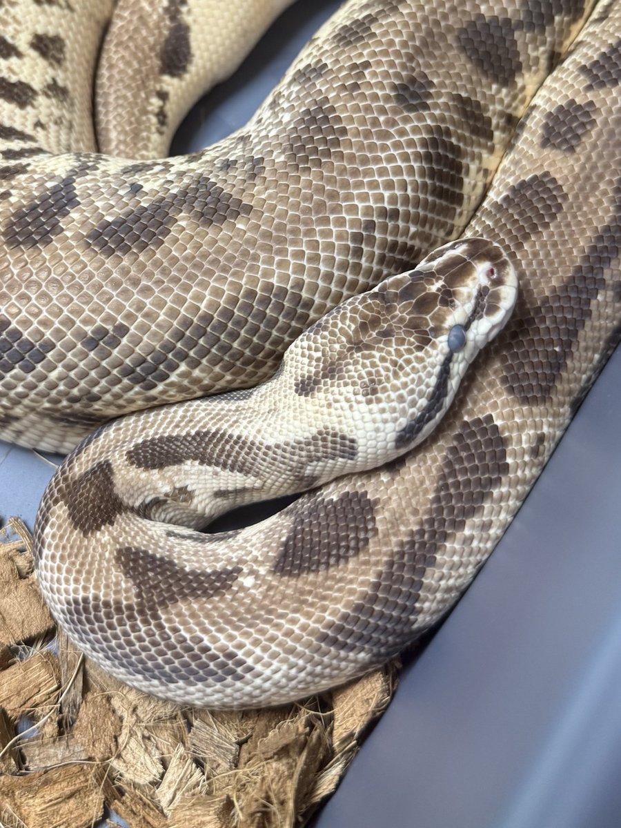 알딘_R.Dean 🪴👗🐈 🐶🐍🎮 tweet media