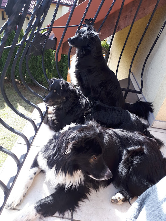 Ewa38810549's tweet image. #psigang zarządził pobudkę o 5tej rano... 🤪
więc #gryplan na poranek jest taki : ☕️, 
🐾🐾🐕‍🦺🐕‍🦺🐕‍🦺🐾🐾, obiecany meldunek dla Kasi @MaupaZimowa z wynikami poszukiwania wiosny ;)
i zobaczymy co dzień przyniesie.
#staytuned #psiefoto #adoptujniekupuj
Jak wy rozpoczynacie dzień?