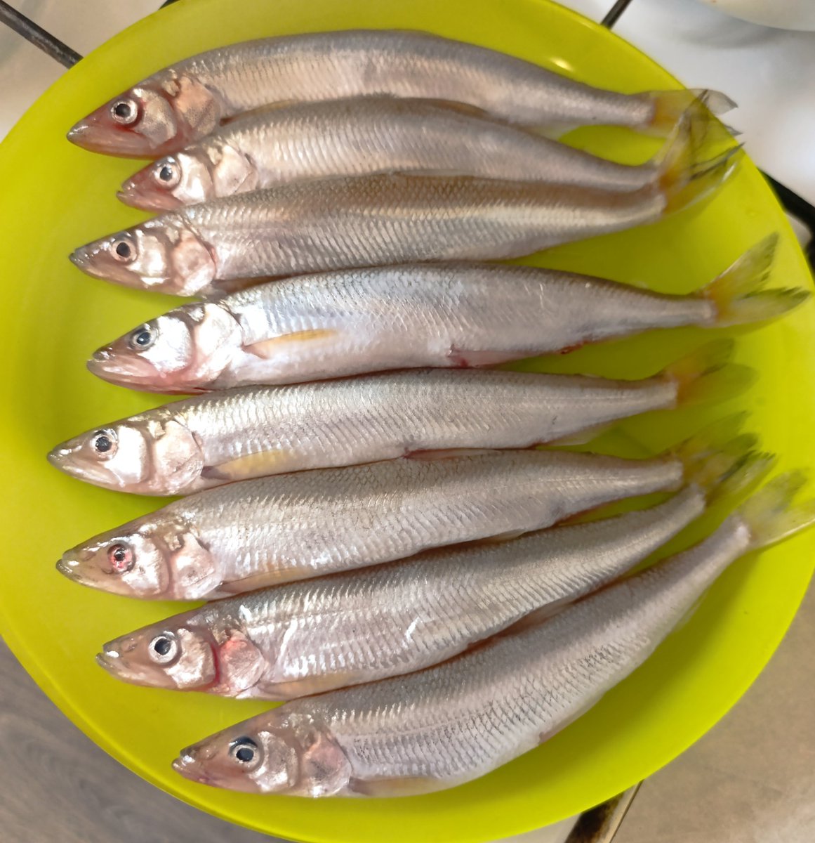 Мыш Нелетучий tweet media