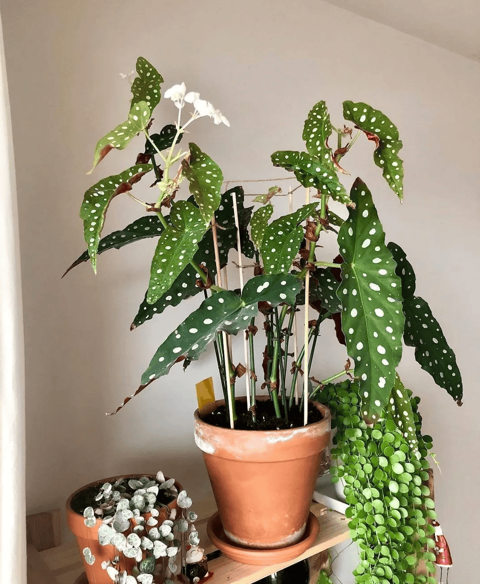 Taufik Urahman tweet media