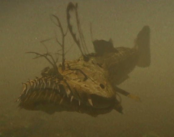 Swamp_Ape_Science tweet media