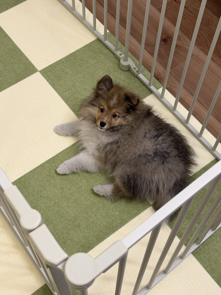 ecomuisuki's tweet photo. 家族が増えました🐶
グッズのそばに近寄らせることはありませんが、お気になさる方は取引お断りいただいて大丈夫です🙆‍♀️
初めての子犬飼育で、一生ペットカメラを眺めています🤭可愛くてずっと遊びたい🥺🥺🥺これからはちょこちょこモフ投下します🫶 https://t.co/oRDRXDh5mf