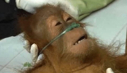 ComradeRelics (COMS CLOSED 4/5) tweet media