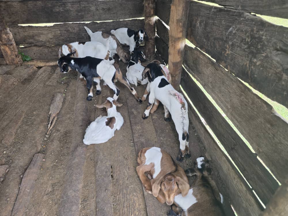 GUKE SMC Limited tweet media