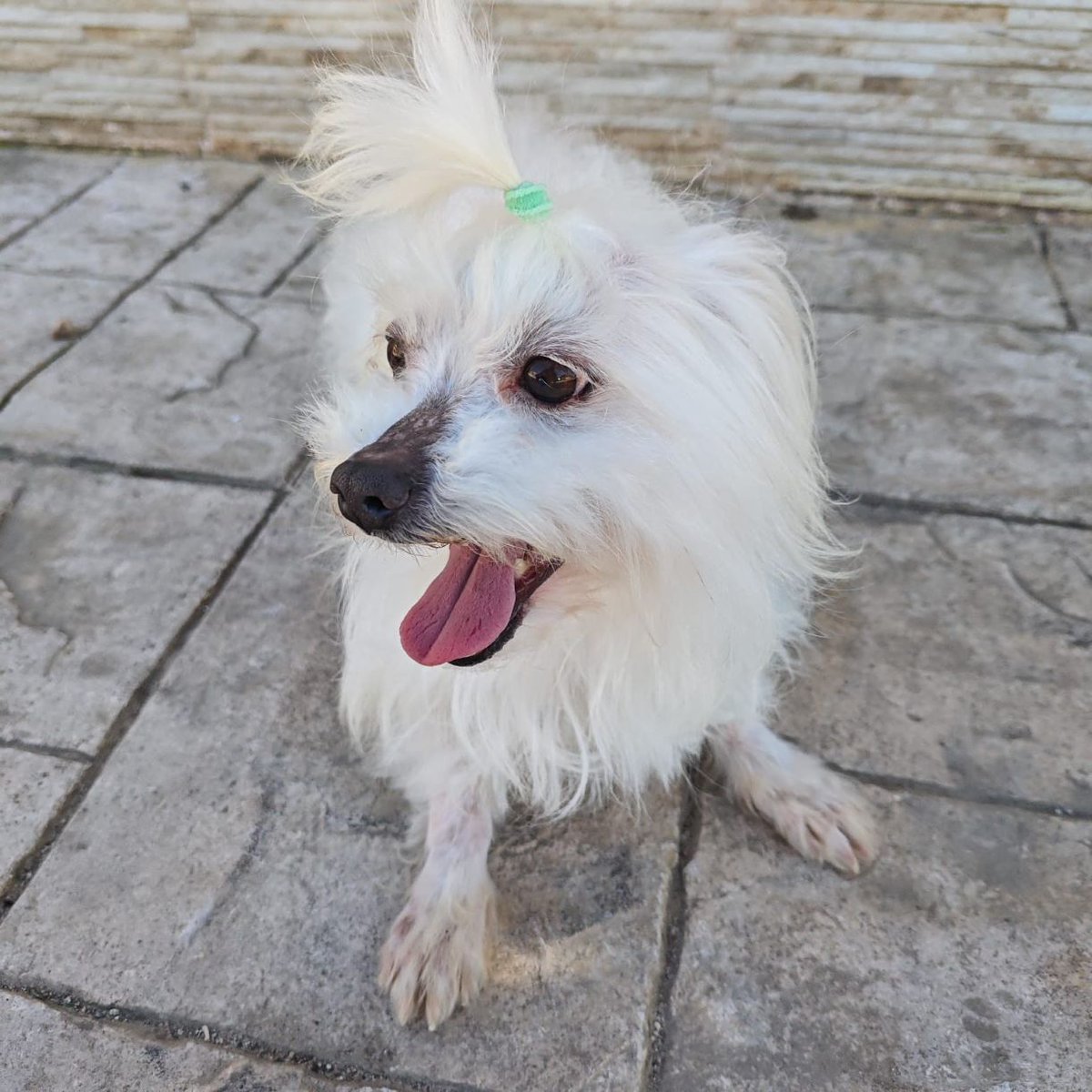 NUEVA VIDA ADOPCIONES tweet media