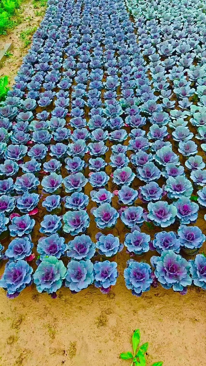 Michael Traugutt tweet media