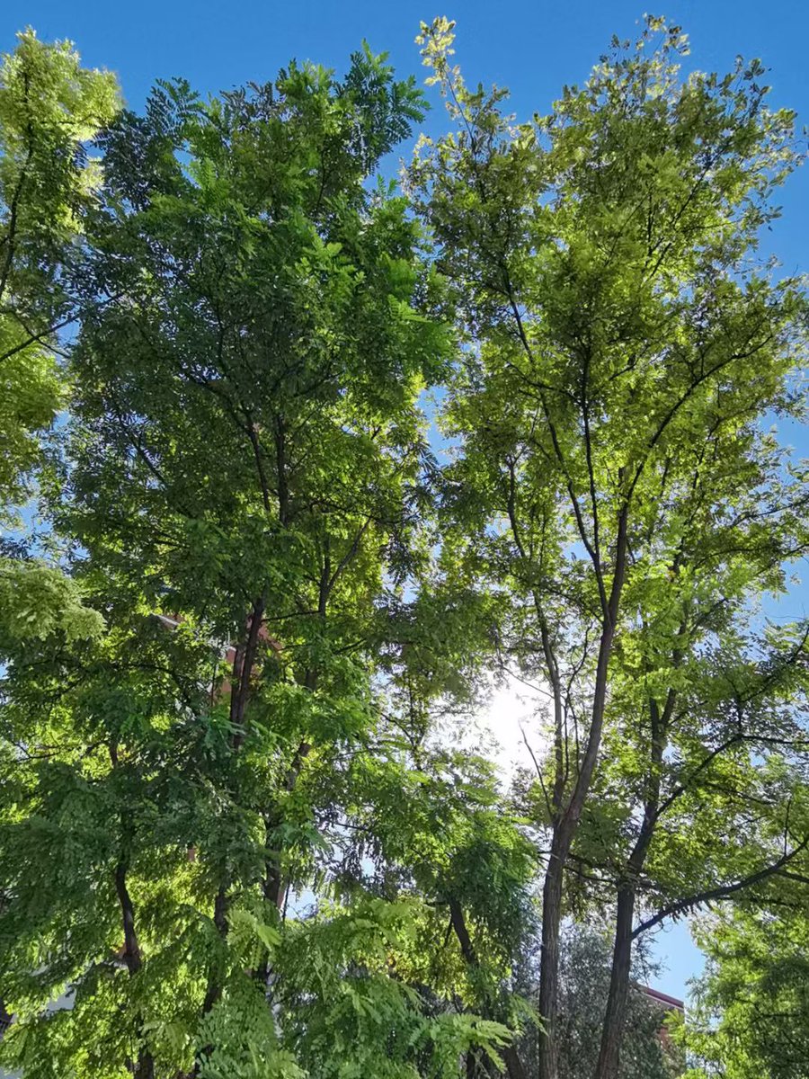 tarikcevik tweet media