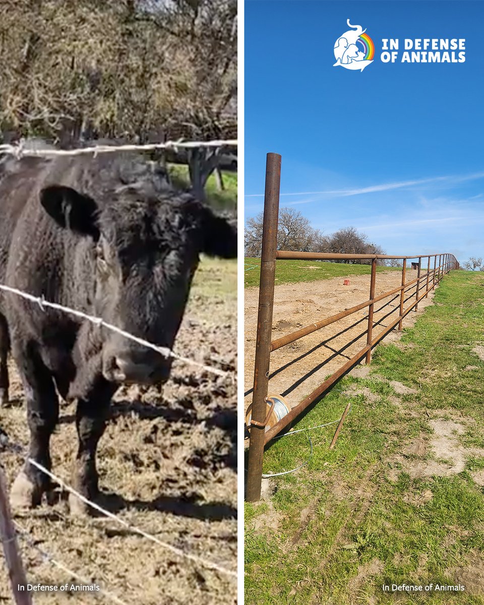 IDAUSA's tweet image. We kicked off March with the completion of our fence project – an important effort that provides a safe, sturdy new enclosure for our cows.
Read more: bit.ly/3PpbJKS
Pls RT &amp;amp; support #FreedomFarms bit.ly/3NNCybc

#cows #SanctuaryLife