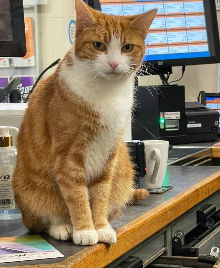 George The Stourbridge Junction Station Cat tweet media