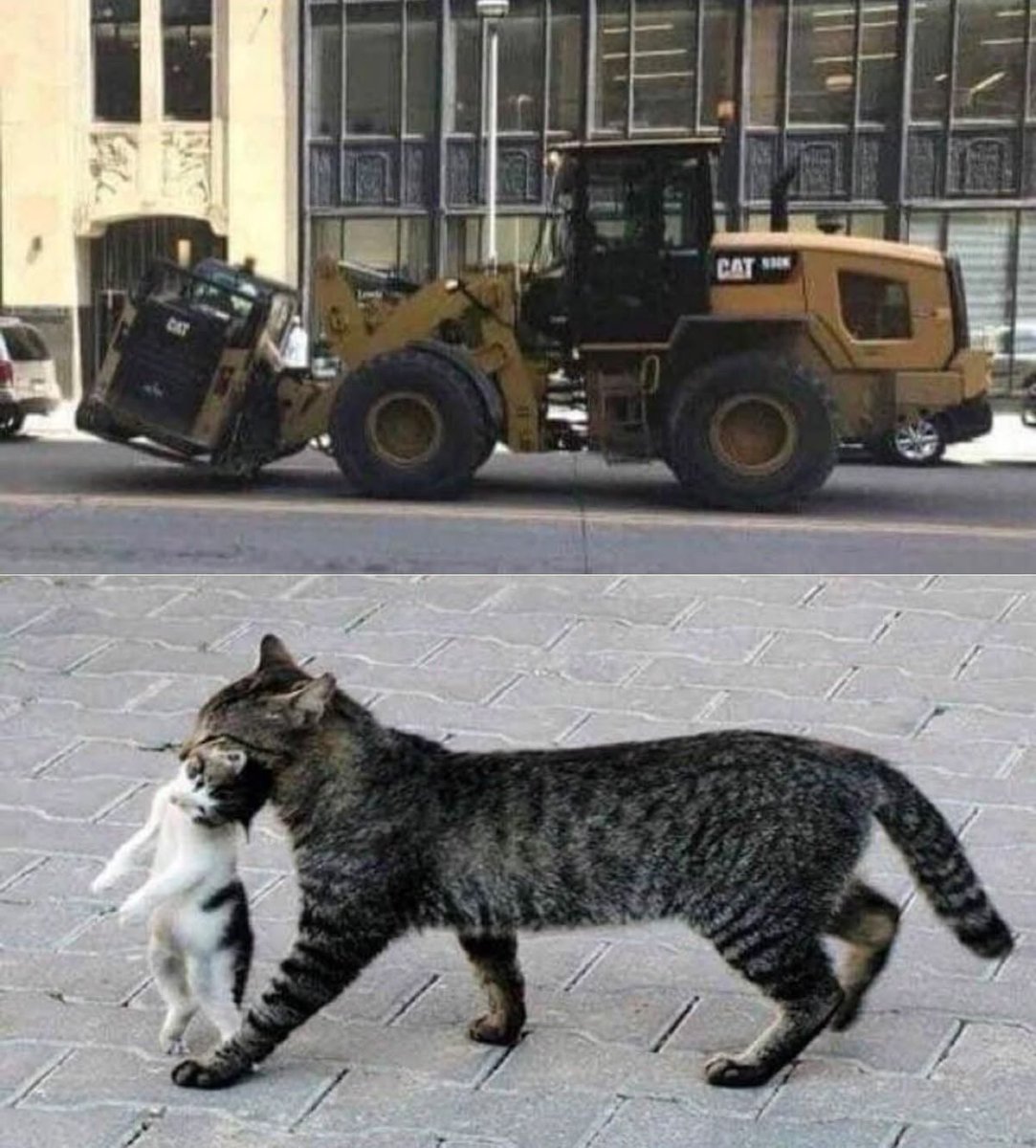 No Cats No Life tweet media