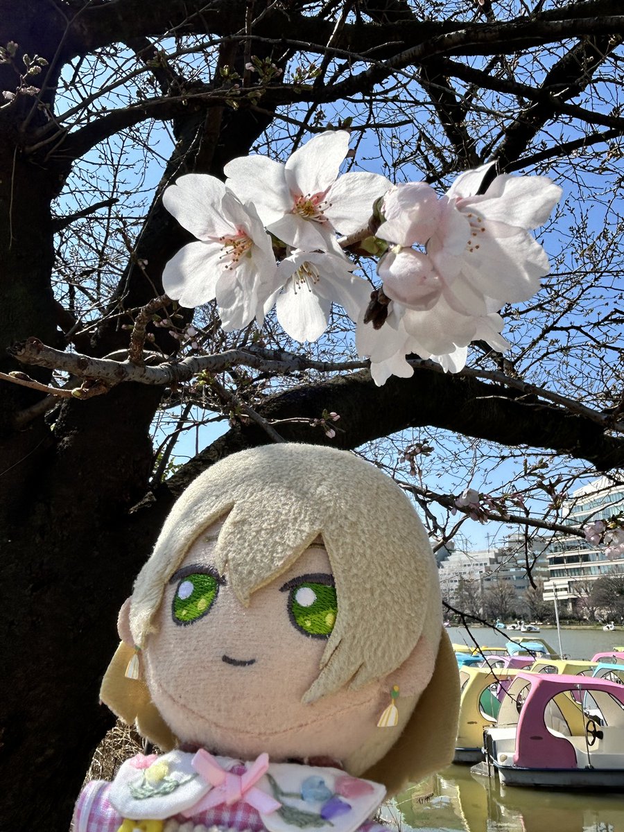 桜咲いてました