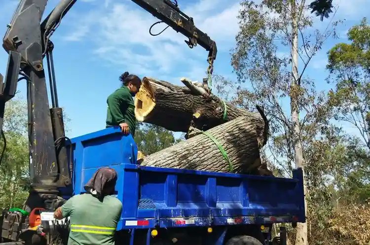 Techovia163936's tweet image. Big tree? No problem. 🌳💪
Our crew safely removed and loaded this heavy tree with zero hassle for the homeowner.
Need tree service in Valdosta, GA?
📞 (229) 354-8284
🌐 treeserviceveldostaga.com
#TreeRemoval #ValdostaGA #StormCleanup #TreeService #Georgia #EmergencyService