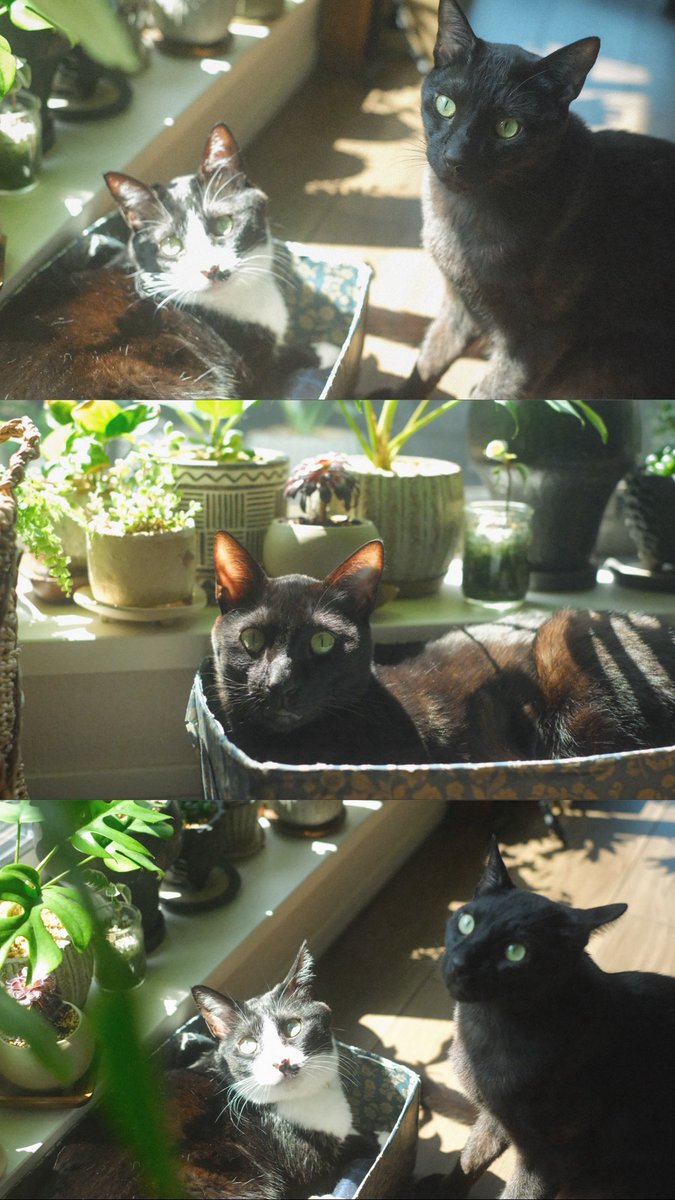 むしろ tweet media