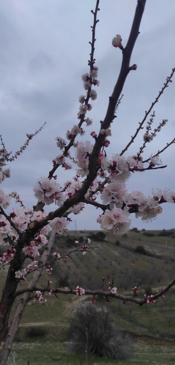 ozlemmmmcan's tweet photo. Kar ile kapli bir yol öncesi ..🥰 https://t.co/D3i0QVjWqt