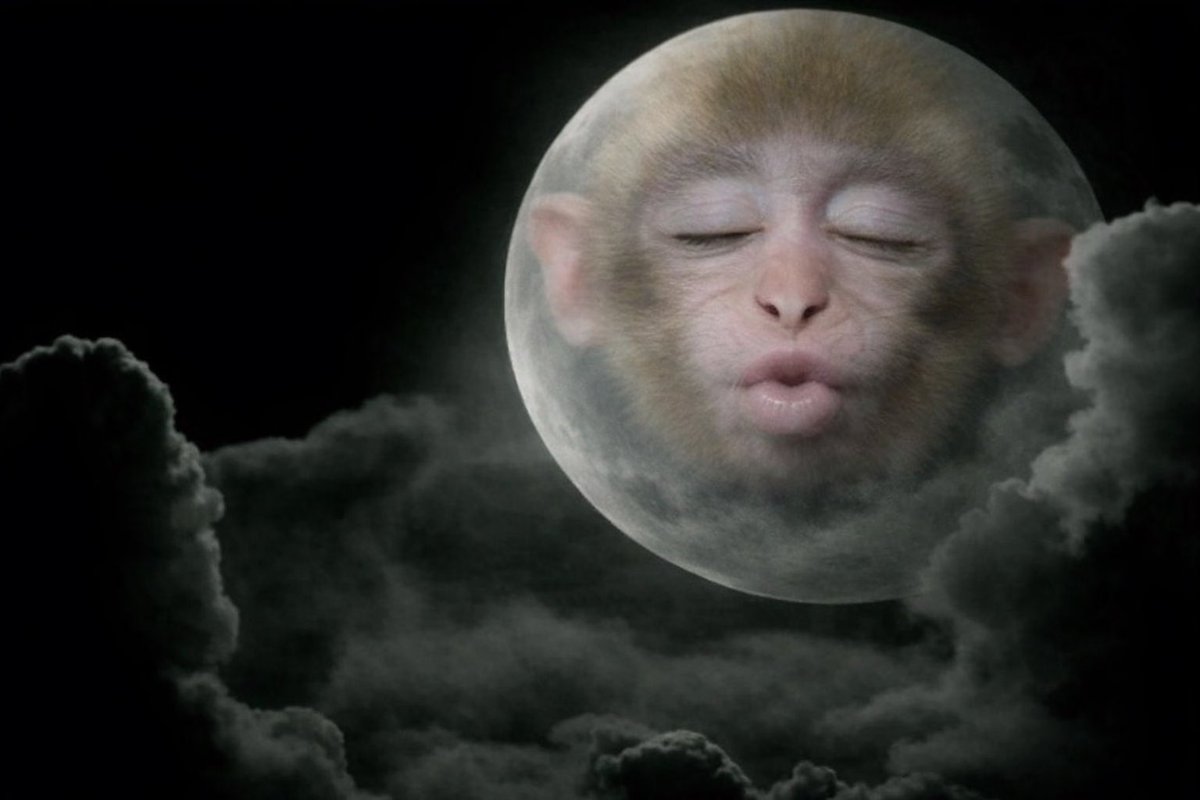 Pump Monke tweet media