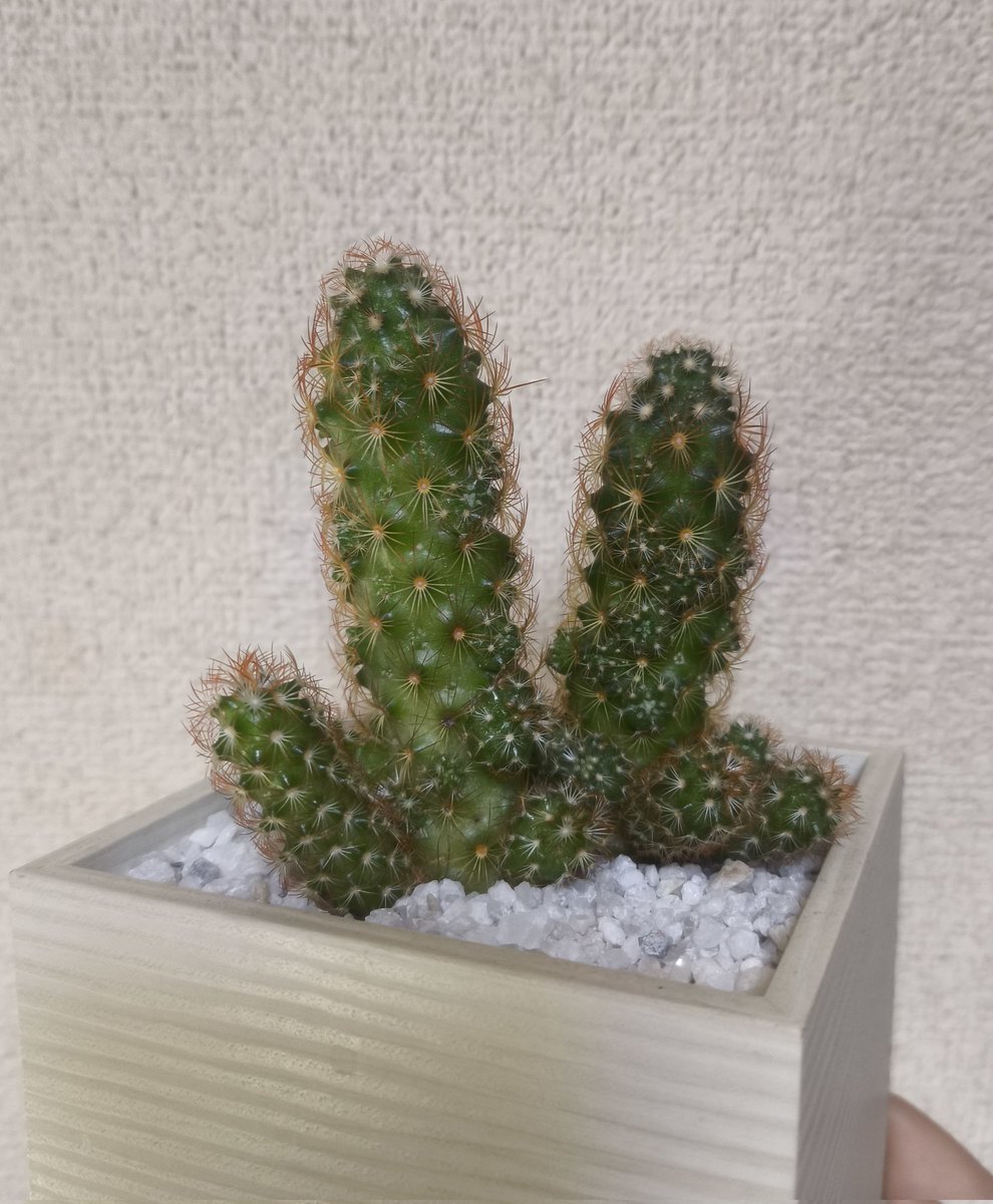 ナガレ tweet media