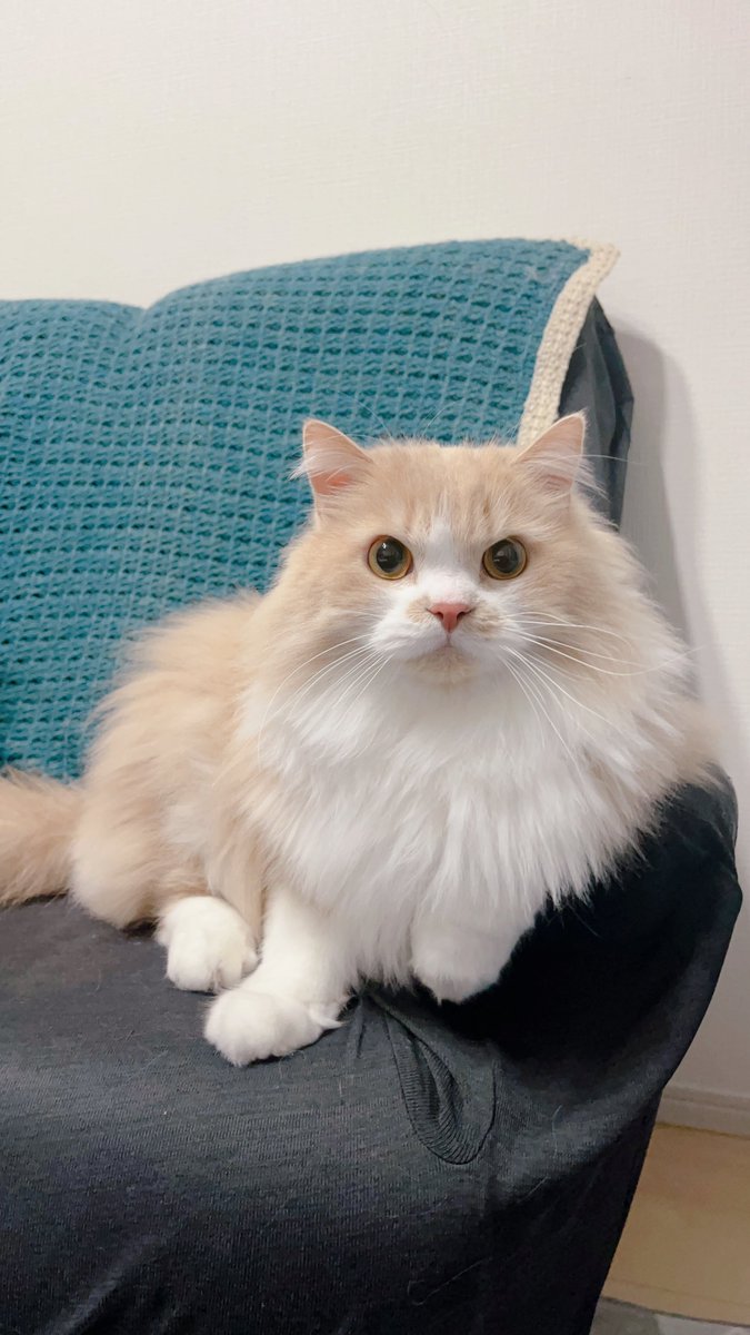 mog (@mogmogmog312) / Posts / X