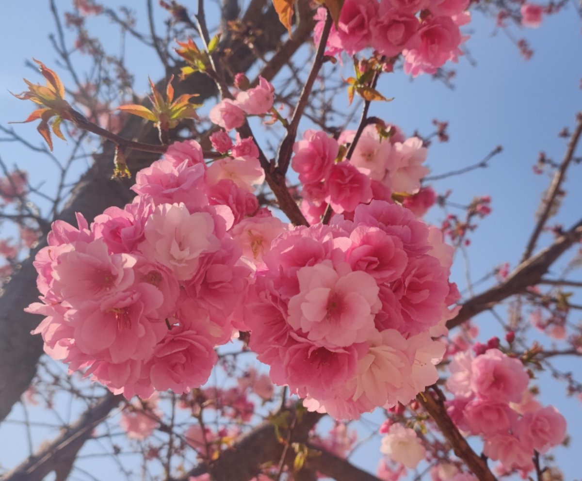 MARY COSTELLO tweet media