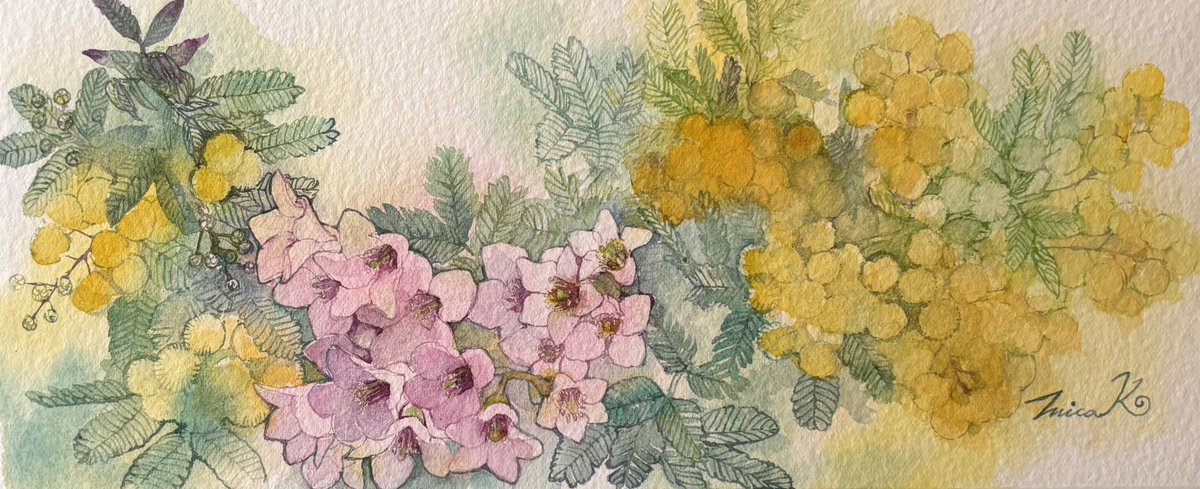 「光溢れて」
冷たかった早朝の空気は日差しで温まってきた。何を描こうかお庭を歩く。
ヒマラヤユキノシタが透明感のある明るいピンクの花びらをひらひら振っている。やっと咲き始めたミモザと合わせて花瓶に活けると浮き立つような春の色。
水彩画　15×25㎜　
木下美香絵画展　松屋銀座　2026/4/1〜7