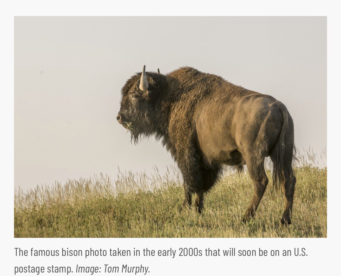 CurtisSChin's tweet image. #USA 🇺🇸🦬

DYK: “#Bison are among Earth’s last remaining Pleistocene megafauna, a group of large animals that faced mass extinction following the last ice age.” Ht @PopSci (And now they’ll be on a new @USPS stamp. 👏)