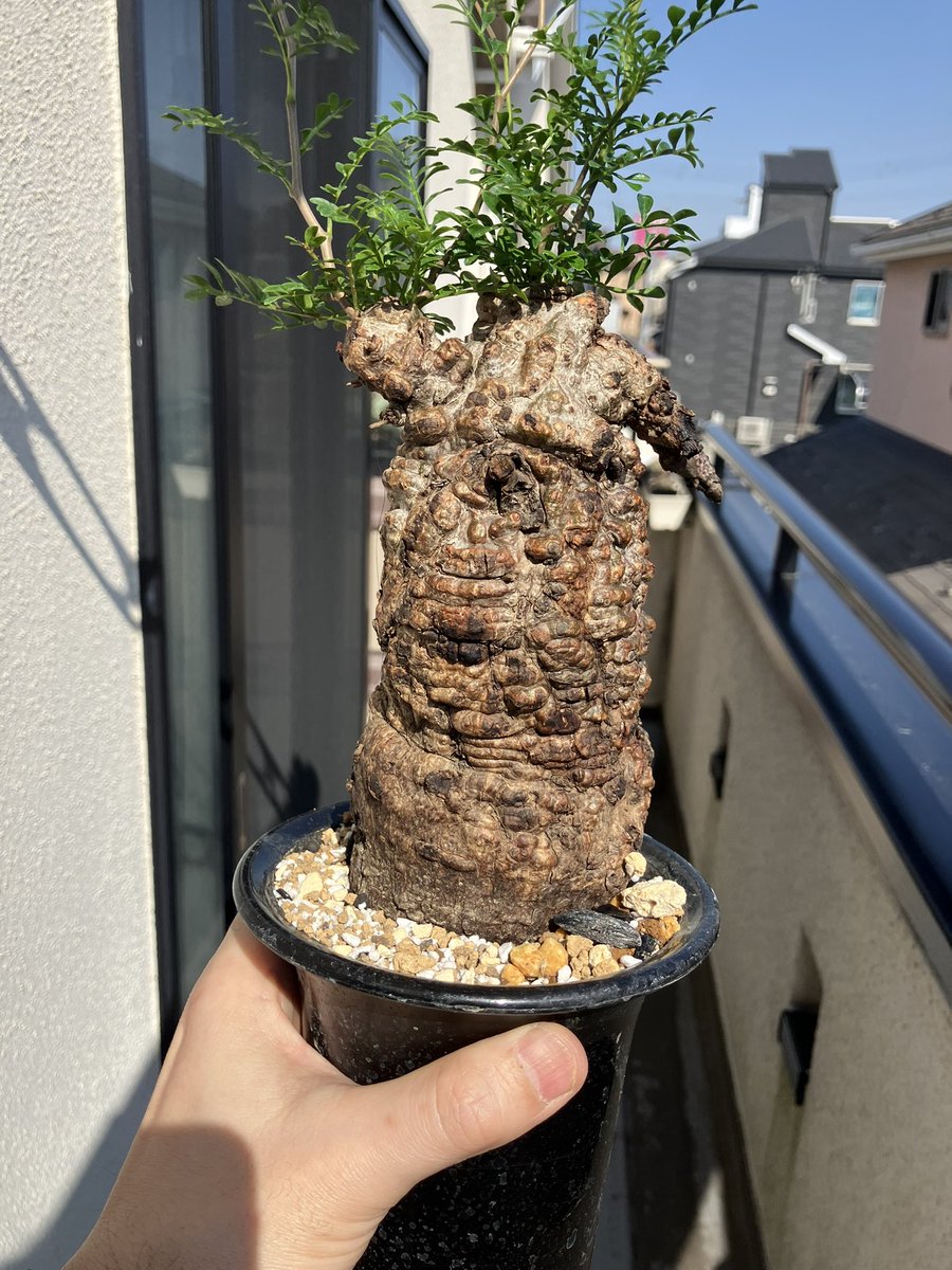 おまめ戦隊 tweet media