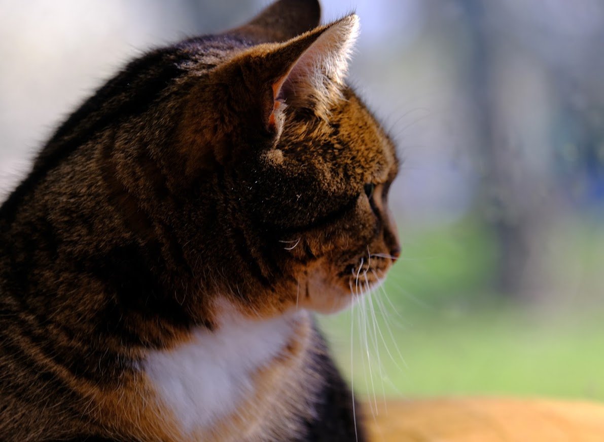 Robert Allotment cat,now helped by Janet & Amanda tweet media
