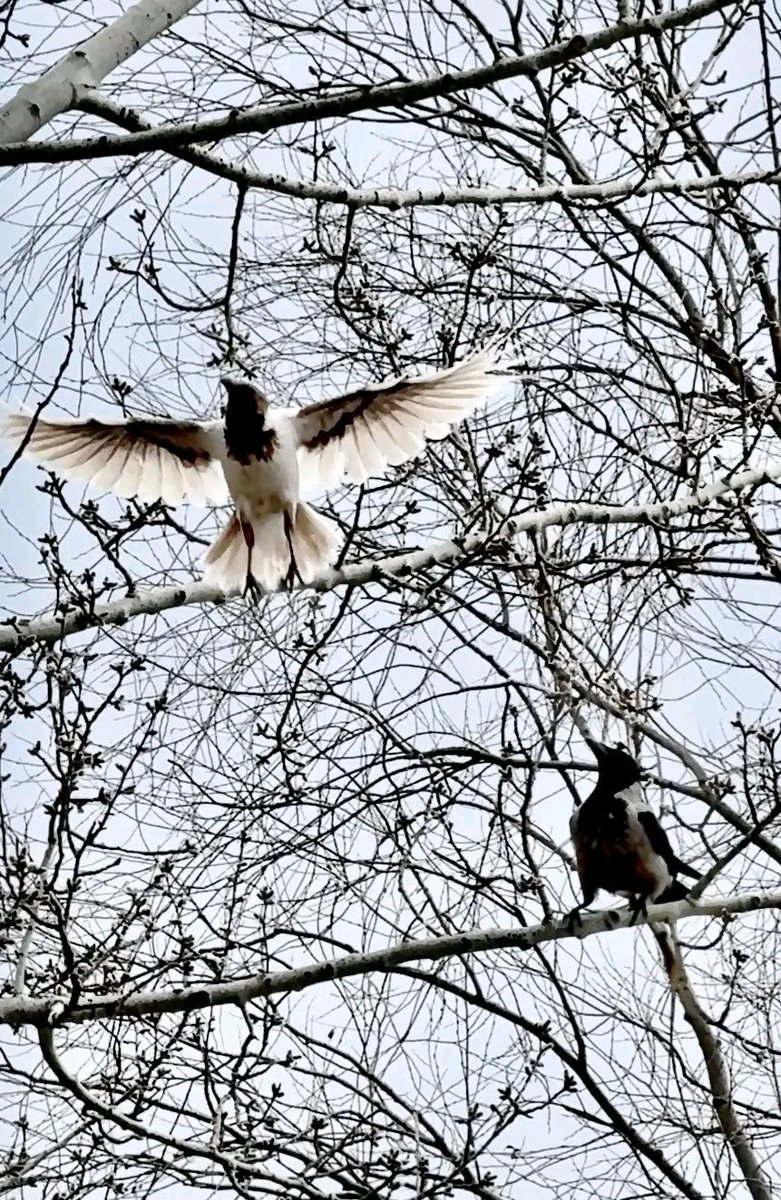 Проня Прокопивна tweet media