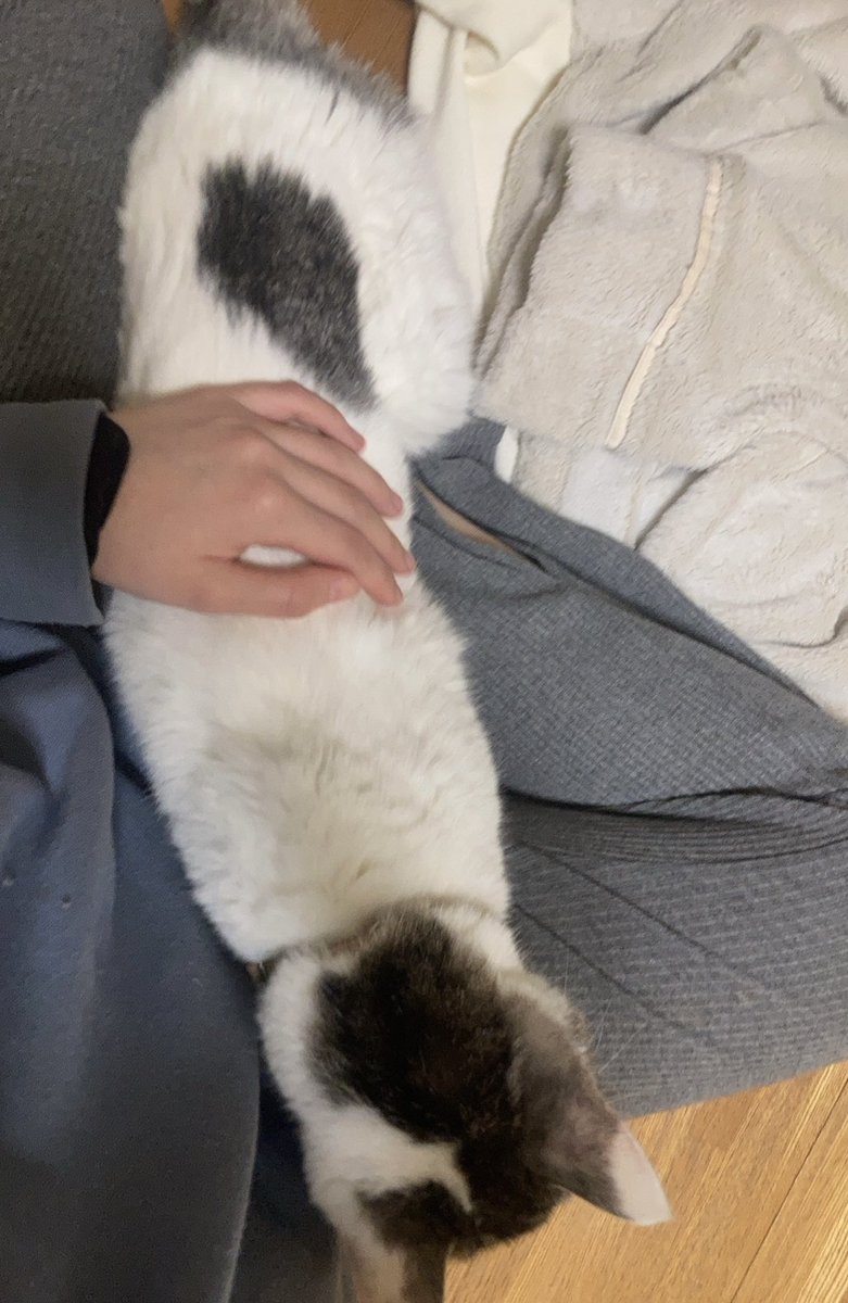 Rio∞ ➪4/26京都フェス(予定) tweet media