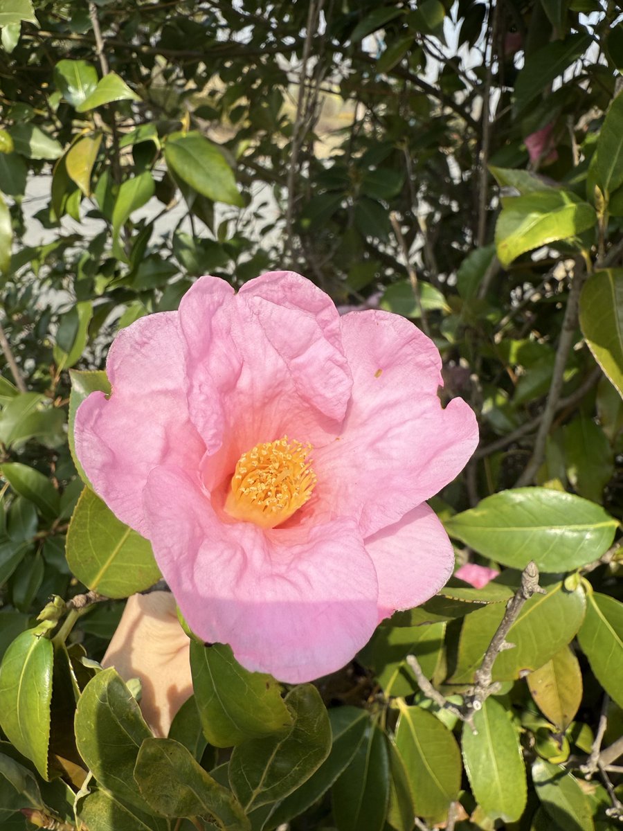 小青蛙Nixx 🐸 tweet media