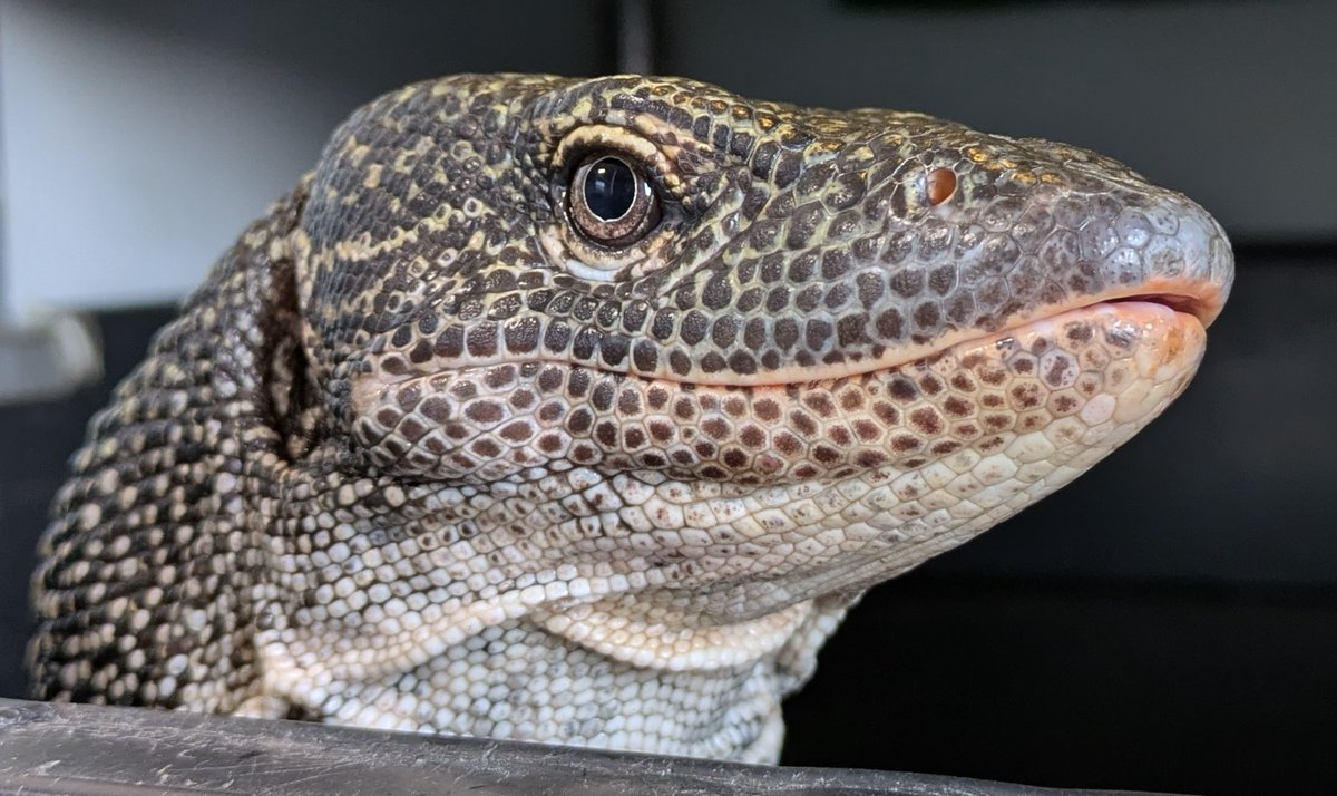 ぐぅさ tweet media