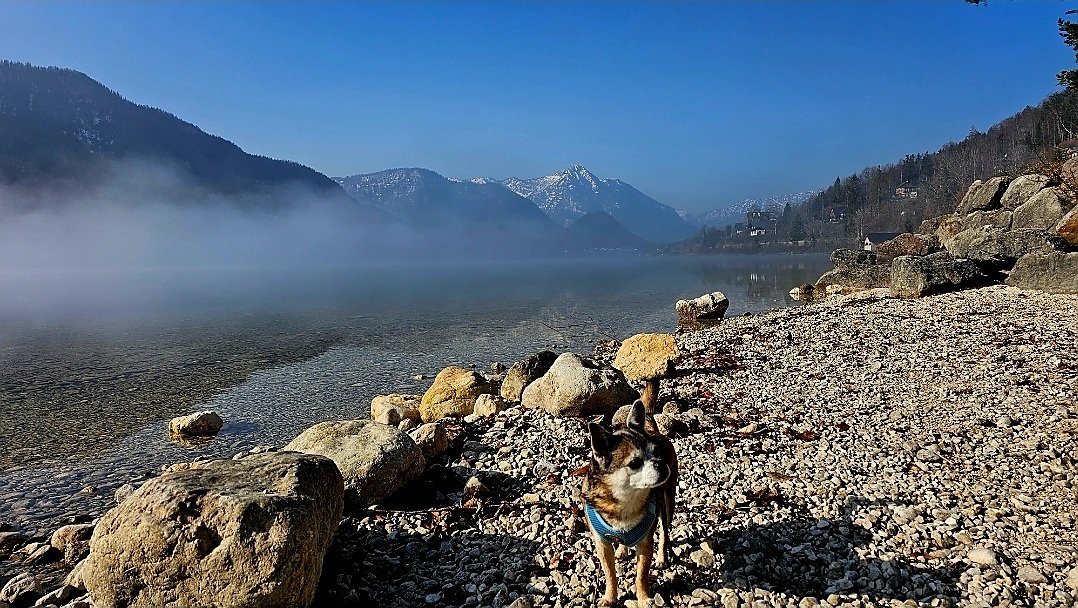 Da Stoascheisser Korl tweet media